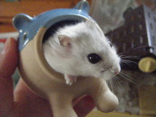 おうちぃぃぃぃぃ