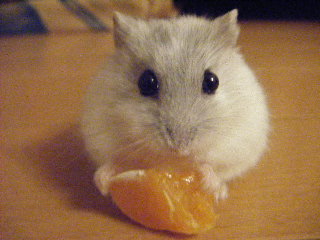 こむぎとみかん