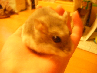 でち～
