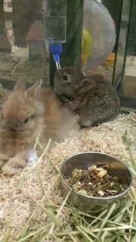 うさみちゃん！・・・はっはっはｗｗ＾＾違うか！