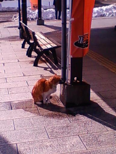 土産物屋さんのにゃんこ