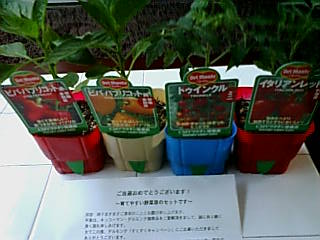 野菜苗セット当選