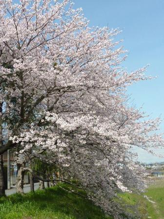 桜並木