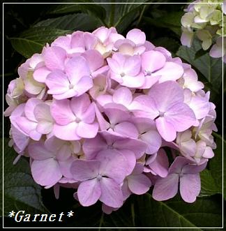 2008.6.17 2.JPG