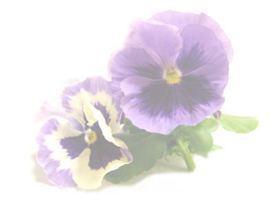 tpansy06.jpg