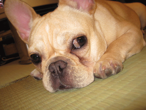 サクラ・メイン