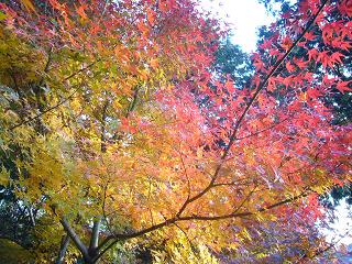 東福寺紅葉.JPG