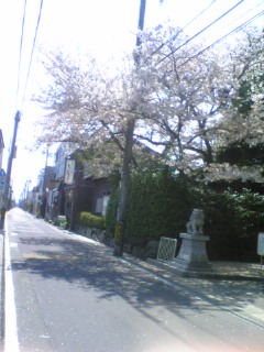 20090408野邊野神社桜２.jpg