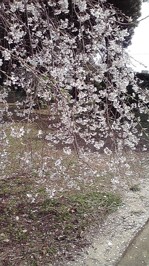 枝垂れ桜2