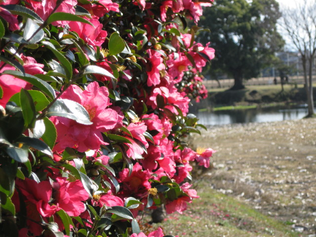 山茶花のむこう