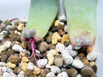 ラウリンゼの葉挿し