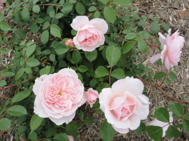 DSC00626.JPG
