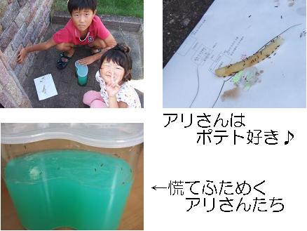 アリ捕獲です！