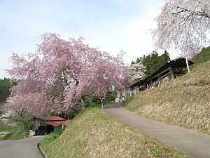 sakura 9