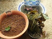めだか４