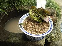 めだか５
