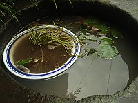めだか６