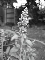 216_1671-1.jpg