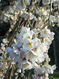 枝垂れ桜２