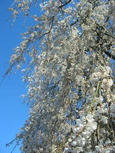枝垂れ桜３
