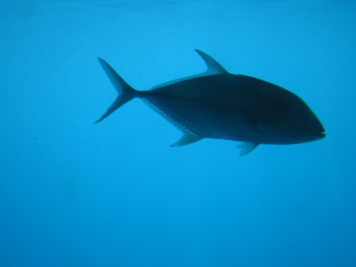 魚１