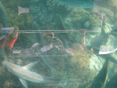 魚２