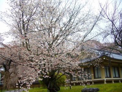 s-2010桜・サクラ・さくら・sakura 003.jpg