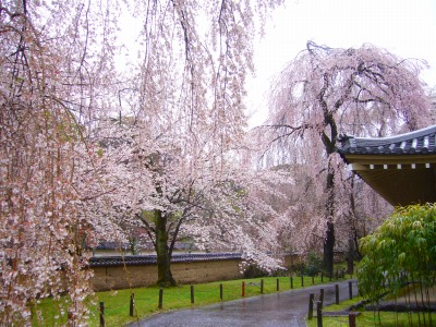 s-2010桜・サクラ・さくら・sakura 006.jpg