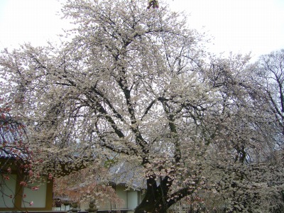 s-2010桜・サクラ・さくら・sakura 008.jpg