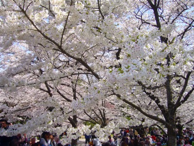 s-2010桜・サクラ・さくら・sakura 032.jpg