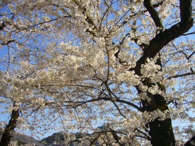 s-2010桜・サクラ・さくら・sakura 046.jpg