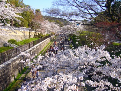 s-2010桜・サクラ・さくら・sakura 050.jpg