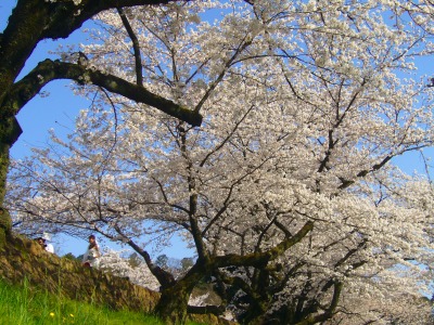 s-2010桜・サクラ・さくら・sakura 053.jpg