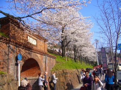 s-2010桜・サクラ・さくら・sakura 054.jpg