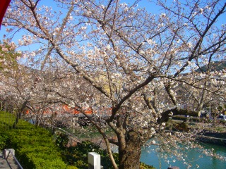 s-桜 052.jpg