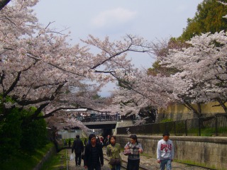 s-桜 067.jpg