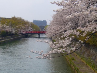 s-桜 073.jpg