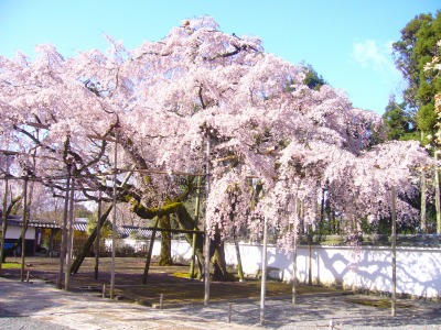 s-醍醐の桜２.jpg