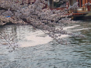 s-桜 096.jpg