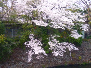 s-桜 098.jpg