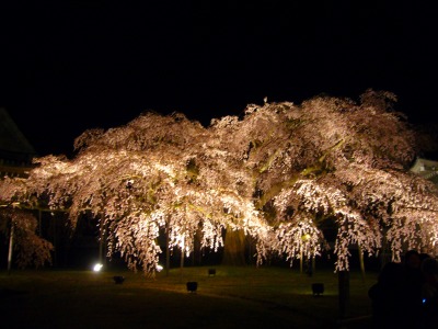 s-醍醐の桜９.jpg