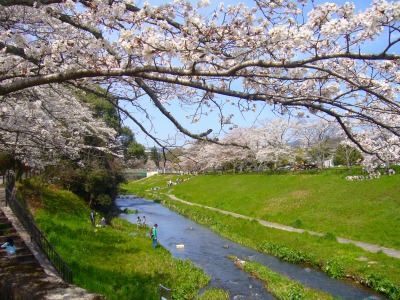 s-2010桜・サクラ・さくら・sakura 021.jpg