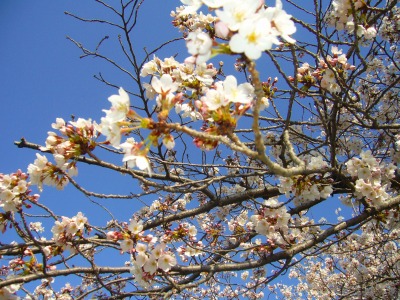 s-2010桜・サクラ・さくら・sakura 047.jpg