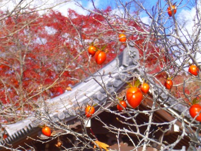 s-２０１０嵯峨嵐山の紅葉 031