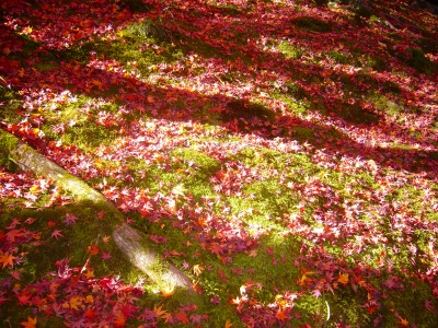 s-２０１０嵯峨嵐山の紅葉 034