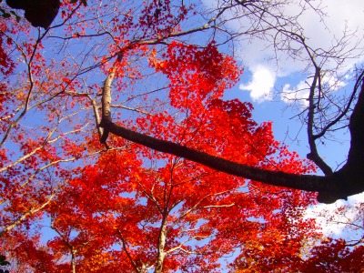 s-２０１０嵯峨嵐山の紅葉 037