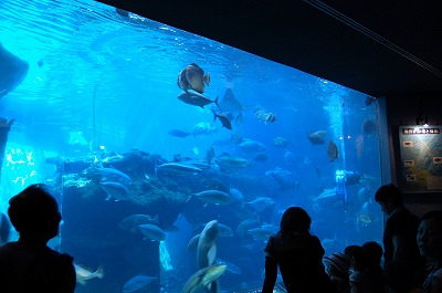 水族館の魚