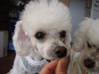 ナオユキ・ドドドアップ