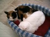 PICT0010.JPG