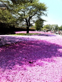 ねこと花 035.JPG